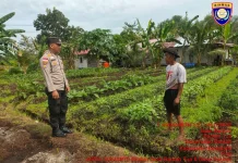 Bhabinkamtibmas Bantan Dorong Warga Tanam Cabe Dukung Ketahanan Pangan