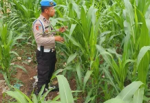 Dukung Ketahanan Pangan, Polisi Berantas Hama Jagung