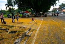 Hamparan Bunga Angsana Percantik Sudut Kota Bengkalis