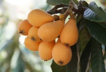 Mengenal Loquat untuk Kesehatan, Buah Kaya Antioksidan Alami