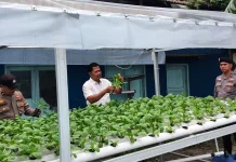 Polsek Pelabuhan Rawat 260 Bibit Hidroponik, Panen Makin Dekat