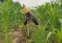 Personil Polsek Kawasan Pelabuhan Turun ke Kebun, Jagung 1,1 Hektare Tumbuh Subur