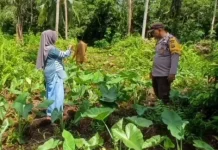 Bhabinkamtibmas Kembung Baru Tinjau Lahan Pangan Milik BUMDes