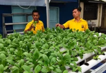 Polsek Pelabuhan Dumai Genjot Hidroponik untuk Ketahanan Pangan