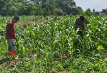 Jagung Tumbuh Subur, Polisi dan Petani Kompak Lawan Hama