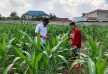 Jagung Polsek Pelabuhan Dumai Tumbuh Subur, Hasil Mulai Terlihat
