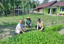 Bhabinkamtibmas Mentayan Dukung Swasembada Pangan lewat Panen Kangkung