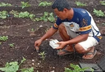 Harga Pupuk NPK Naik 20 Persen, Petani Milenial Desak adakan Pupuk Bersubsidi