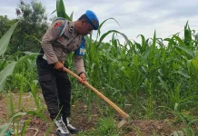 Jagung Polisi di Lahan 1,1 Hektare Tumbuh Subur, Panen Menjanjikan