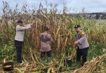 Polsek Pinggir Panen Jagung, Perkuat Ketahanan Pangan Nasional