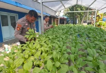 Polsek Pelabuhan Dumai Rawat Pakcoy Hidroponik dan Akan Panen