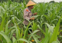 Polsek Pelabuhan Dumai Cek Jagung, Dukung Ketahanan Pangan