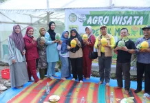 Panen Melon Kedua Buantan Besar Tingkatkan Pendapatan Kampung