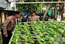 Polsek Kawasan Pelabuhan Dumai Pelihara Pakcoy hingga Panen Perdana