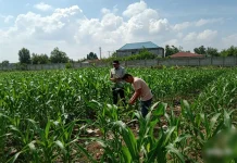 Jagung Polsek Tumbuh Subur, Lahan 1,1 Hektare Dipantau Ketat