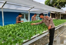 Polsek Kawasan Pelabuhan Rawat 260 Bibit Hidroponik Pakcoy