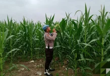 Polsek Kawasan Pelabuhan Rawat Jagung, Cegah Hama dan Gulma