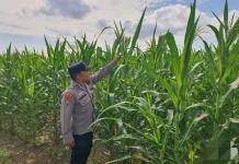 Polsek Pelabuhan Dumai Pantau Jagung Dukung Ketahanan Pangan