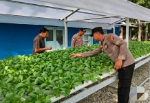 Polsek Pelabuhan Intensif Rawat Bibit Pakcoy Tahap Kedua