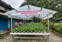 Tanaman Pakcoy Memasuki masa Panen, Polsek Kawasan Pelabuhan Cek Rutin Tanaman