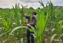 Polisi dan Petani Kompak Rawat Jagung, Ketahanan Pangan Makin Kuat