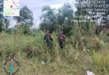 Babinsa Mandau Intensifkan Patroli Cegah Karhutla