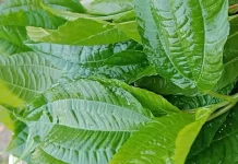Daun Pohpohan, Lalapan Khas Indonesia Kaya Nutrisi dan Manfaat
