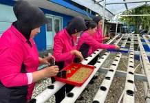 Bhayangkari KSKP Dumai Semai 260 Bibit Pakcoy Hidroponik Tahap III