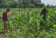 Personil Polsek dan Petani Pantau Jagung Berbunga, Dukung Ketahanan Pangan