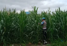Ketahanan Pangan Nasional, Polisi Awasi Perkembangan Jagung