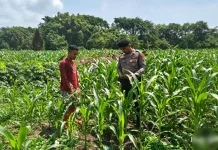 Jagung Mulai Berbunga, Polisi dan Petani Perkuat Ketahanan Pangan