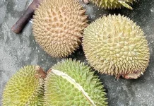 Jangan Sampai Salah Pilih, 10 Cara Memilih Durian yang Baik dan Benar