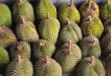Mengenal Durian, Sang “Raja Buah” dengan Aroma Khas dan Kekayaan Nusantara