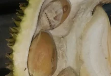 Sering Dibuang, 5 Khasiat Tersembunyi Biji Durian untuk Kesehatan