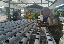 Polsek Kawasan Pelabuhan Dumai Kembangkan Pakcoy Hidroponik Tahap III