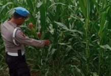Polsek KSKP Dumai dan Petani Rawat Jagung Demi Ketahanan Pangan