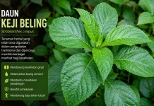 Kenali Manfaat Daun Keji Beling, Tanaman Herbal yang Kaya Khasiat