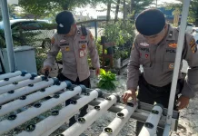 Polsek Kawasan Pelabuhan Dumai Kembangkan Pakcoy Hidroponik Tahap III