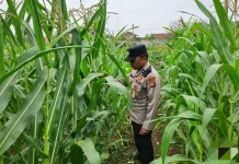 Polsek Kawasan Pelabuhan Dumai Pantau Jagung Ketahanan Pangan