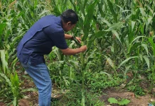 Jagung Mulai Berbuah, Polsek Pelabuhan Terus Lakukan Monitoring