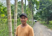 Usaha Sampingan Budidaya Kacang Panjang di Pekarangan Rumah Hasilkan Cuan