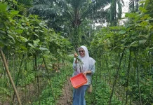 Pekarangan Rumah Produktif Dukung Ketahanan Pangan Keluarga