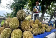 Musim Durian Bengkalis di Prediksi Panen Berlanjut hingga Agustus