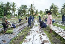 Polbeng Perkuat Pendampingan Desa lewat Penanaman 12.000 Bibit Cabai Merah