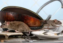 Cara Membasmi Tikus di Rumah dengan Efektif