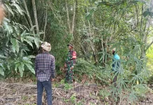Babinsa Rupat Sisir Lahan Rawan, Pastikan Nol Karhutla di Pangkalan Nyirih