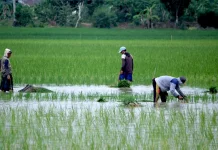 Bulog Siap Serap Gabah, Bengkalis Jaga Lahan Sawah Tetap Tersedia