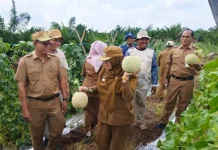 Petani Dayun Berhasil Budidayakan Melon di Lahan Gambut Siak