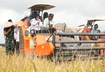 Zakat Produktif BAZNAS Siak Berhasil Panen Perdana Padi Mustahik