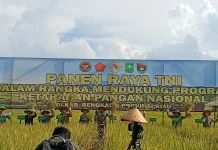 Kasdam dan Wabup Panen Padi di Siak Kecil Sekaligus Streaming bersama Presiden